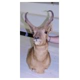Taxidermy Pronghorn Antelope shoulder mount