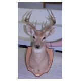 Taxidermy 8 pt. Whitetail Buck Deer shoulder mount