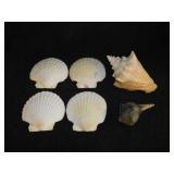 Seashells - Large sand dollars - Ceramic planter