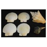 Seashells - Large sand dollars - Ceramic planter