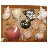 Seashells: Zebra murex -Magpie shell - Lightning
