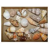 Seashells: Marbled cones - Harp shells - Limpets