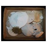 Multileg sunflower starfish, 3.5' diam. -