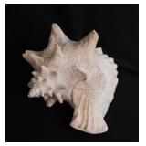 Large horned king helmet conch seashell shell, 8'