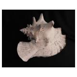 Large horned king helmet conch seashell shell,