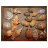 Seashells: Pearl trochus shells - Cloth of gold