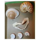 Seashells: Muffin snail - Tiger nautilus - Marisa