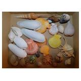 Seashells: Angel wings shells - Spider conch -