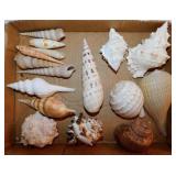Seashells: Graceful fig shell - Apple snail -