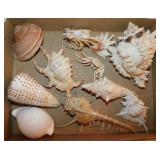 Seashells: Chiraga spider conch shell - Alabaster