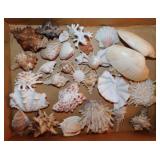Seashells: Imperial thorny spiny oysters - Yoka