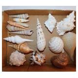 Seashells: Graceful fig shell - Apple snail -