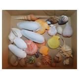 Seashells: Angel wings shells - Spider conch -