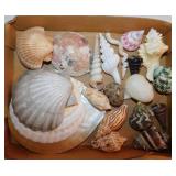 Seashells:  Spiky crown conch - Bat wing volutes