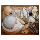 Seashells:  Spiky crown conch - Bat wing volutes