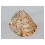 Large horned helmet conch seashell shell, 5.5'