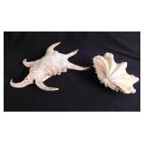 Large Chiragra spider conch seashell, 8' long -