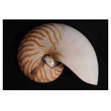 Bisected tiger nautilus seashell shell, 6' diam.
