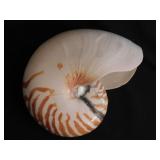 Large tiger nautilus seashell shell, 7' diam.