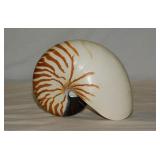 4 seashells: Tiger stripe chambered Nautilus