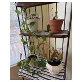 3- Philodendron Plants in Pots, 1- Leggy