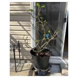 Potted Desert Rose Plant on Wooden Rolling Cart