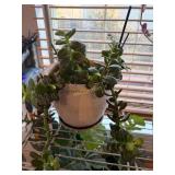 Jade Plant, Succulent Plant (Likely Gasteraloe