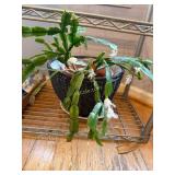 Crocus Kit with 3 Vases and 3 Crocus Bulbs,