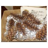 Pine cones