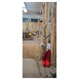 Full-Body Whitetail Deer Taxidermy Mount