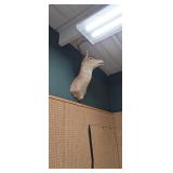 Mule Deer Shoulder Mount Taxidermy