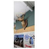 Classic Deer Shoulder Taxidermy Mount