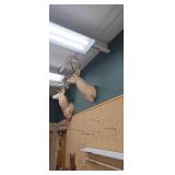 Set of Two Deer Shoulder Mounts