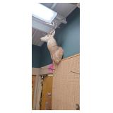Large Whitetail Deer Shoulder Taxidermy Mount