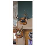 Taxidermy Deer Antler Wall Mount