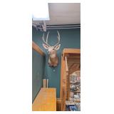 Large Whitetail Deer Shoulder Mount Taxidermy