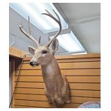 Whitetail Deer Shoulder Taxidermy Mount
