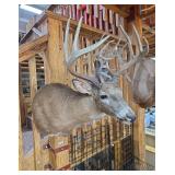 Large Whitetail Deer Shoulder Mount Taxidermy