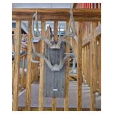 Dual Set Whitetail Deer Antler Wall Mount