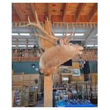 Large Elk Shoulder Taxidermy Mount
