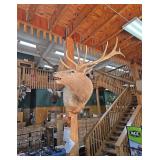 Large Elk Shoulder Mount Taxidermy