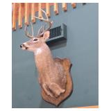 Whitetail Deer Shoulder Mount Taxidermy