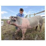 Weston Richter, Hog, 729