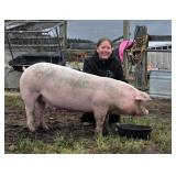 Abi Shope, Hog, 750