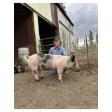 Reis Speer, Hog, 666