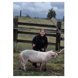 Abi Shope, Hog, 757