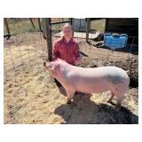Hazel Butori, Hog, 681
