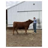 Reis Speer, Steer, 545