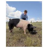 Weston Richter, Hog, 711