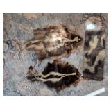 Skunk Pelts and Fur Mounted on Dowel